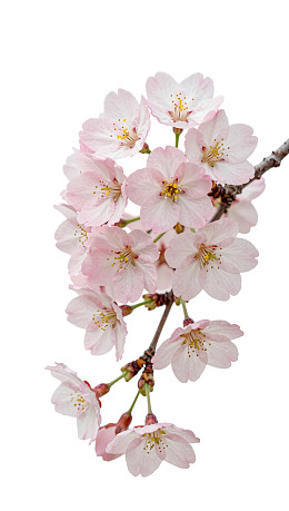 樱花枝头绽放淡粉色花朵