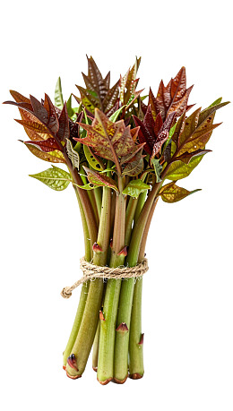 新鲜香椿芽束图片