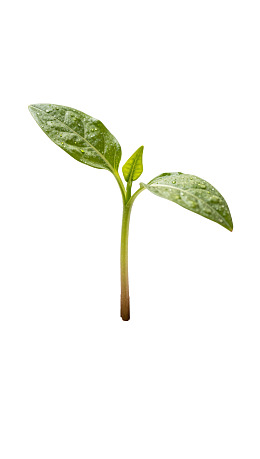 嫩绿幼苗在白色背景中生长