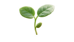 嫩绿幼苗在白色背景上