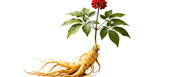 人参植物带红色果实图片