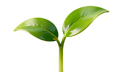 嫩绿新芽在白色背景上