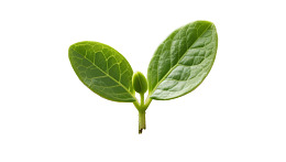 嫩绿叶片新生植物特写