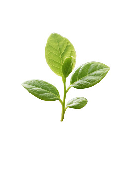 嫩绿新叶特写图片