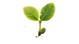 嫩绿新芽在白色背景上