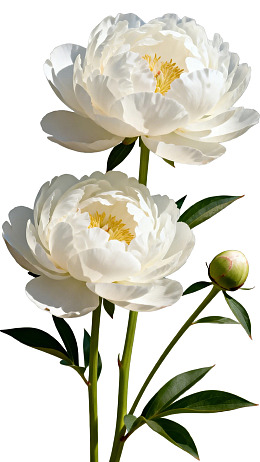 两朵白色牡丹花与花蕾