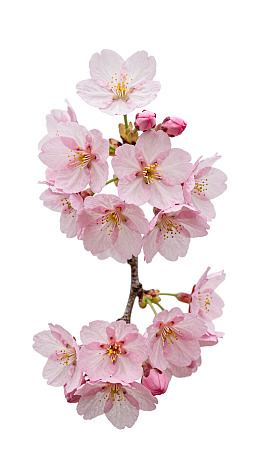 粉色樱花枝头绽放图片