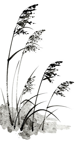 水墨风格芦苇植物插画