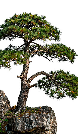 松树盆景置于岩石之上