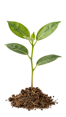 嫩绿幼苗扎根土壤图片