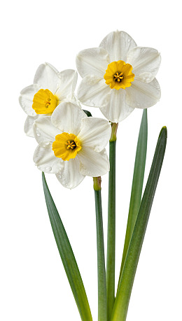 三朵白色水仙花带黄色花心