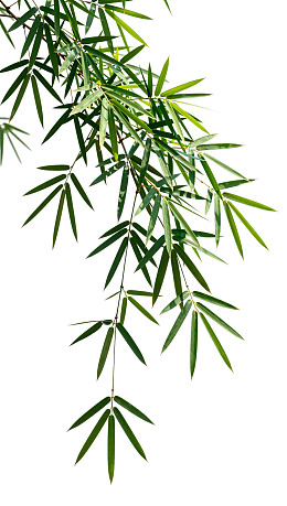 翠绿竹叶垂挂于白色背景
