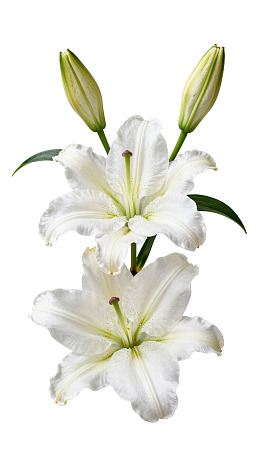 两朵盛开的白色百合花