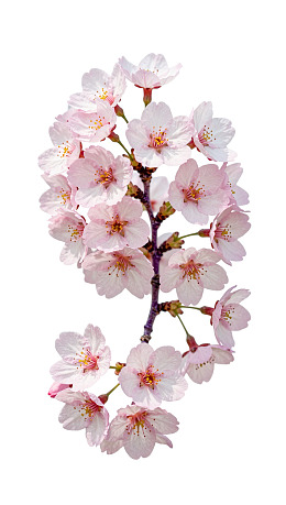 白色背景上的粉色樱花枝