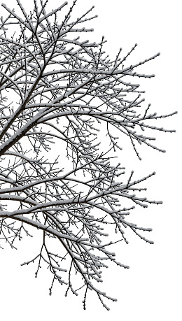 雪覆枯枝静谧冬景图片