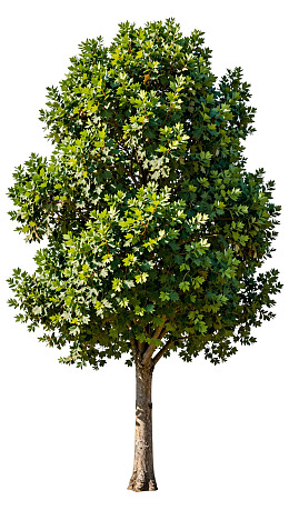 一棵枝繁叶茂的绿树图片