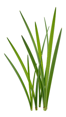绿色细长叶片植物特写