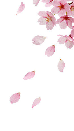 樱花花瓣飘落白色背景
