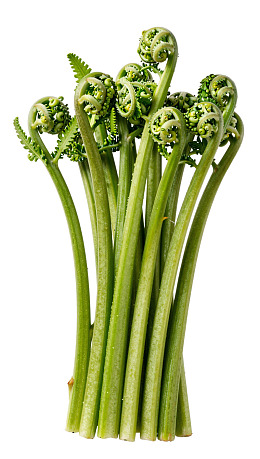 新鲜蕨菜嫩芽特写图片