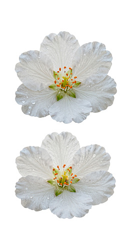 两朵白色花瓣带露珠的花朵