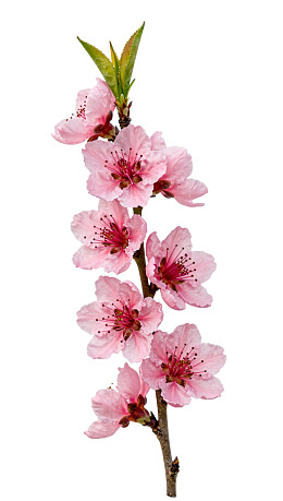 粉色桃花枝绽放图片