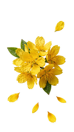 黄色花朵与飘落花瓣图片