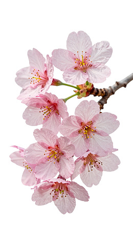 樱花枝头绽放粉嫩花朵