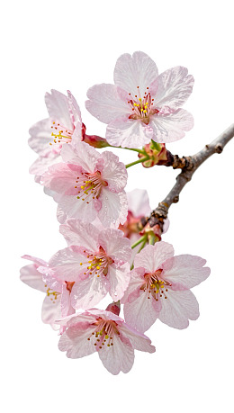 樱花枝头绽放的粉色花朵