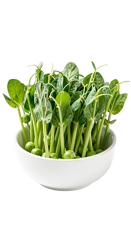 碗中新鲜豌豆苗图片