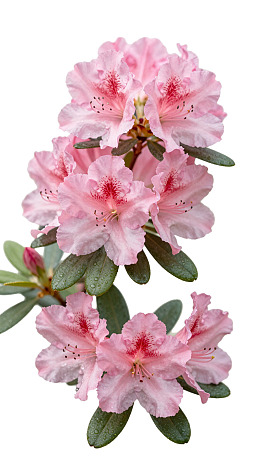粉色杜鹃花簇图片