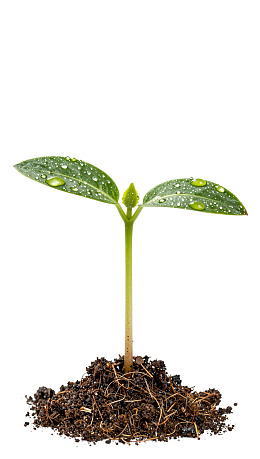 嫩绿幼苗从土壤中生长