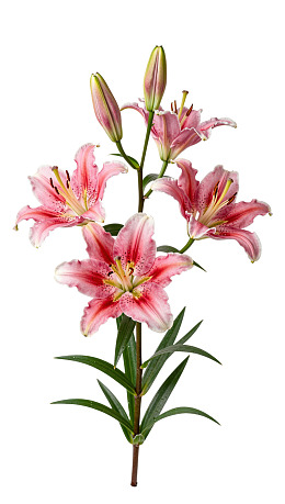 粉色百合花束特写图片