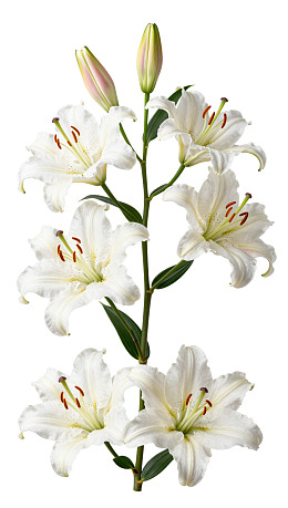 白色百合花枝特写图片