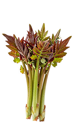 新鲜香椿芽束图片