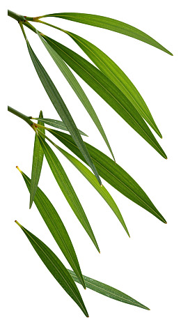 绿色细长叶片植物特写