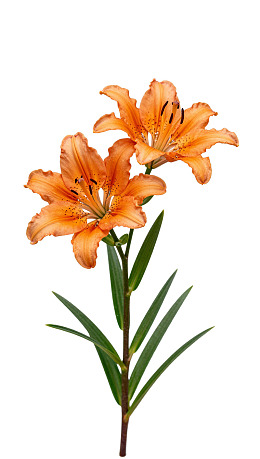 橙色百合花在白色背景上