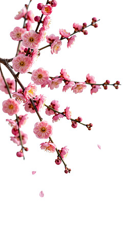 粉色梅花枝头绽放图片