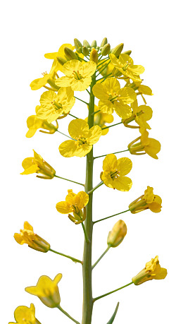 黄色油菜花在白色背景上绽放