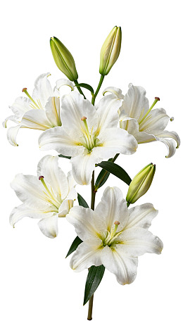 白色百合花束特写图片