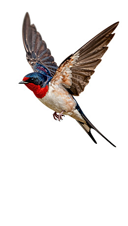 燕子展翅飞翔于空中图片