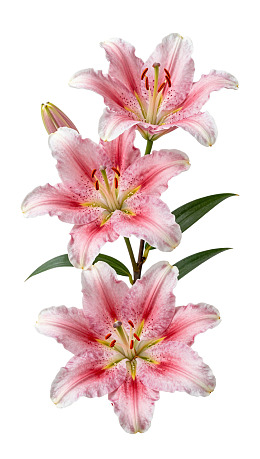 三朵粉白相间百合花图片