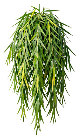垂吊绿叶植物特写图片