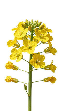黄色油菜花在白色背景上绽放