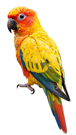 色彩斑斓的鹦鹉特写图片