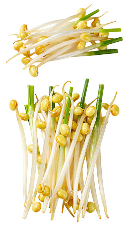 新鲜豆芽特写图片