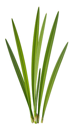 绿色细长叶片植物特写