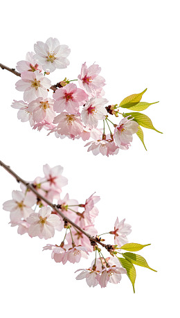 樱花枝头绽放粉白花朵