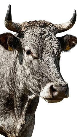 灰牛特写：纹理清晰眼神深邃