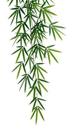 翠绿竹叶垂挂于白色背景