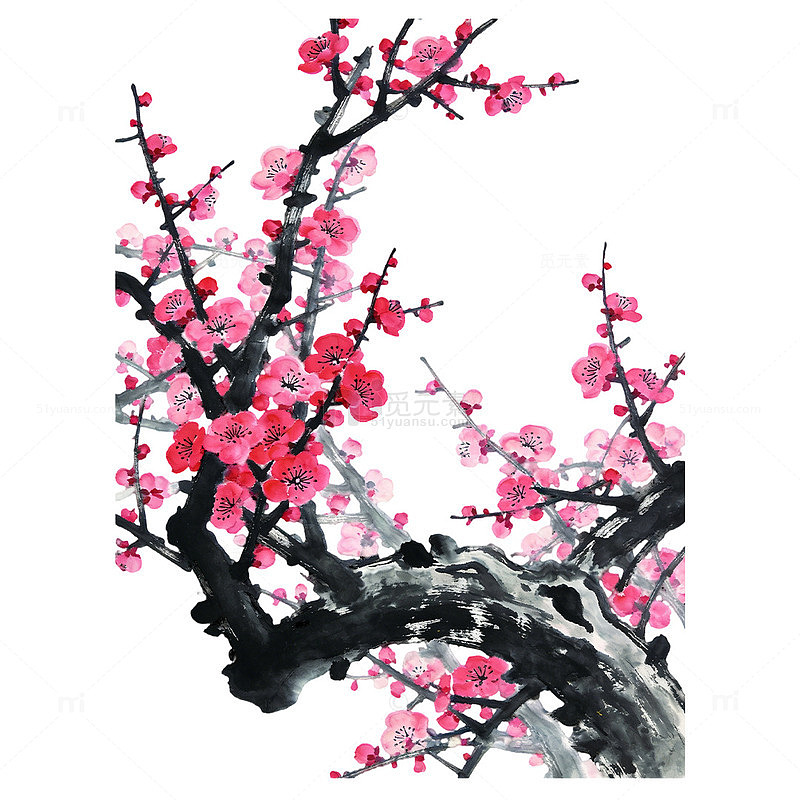 苍劲老干满树盛放粉红梅花国画元素